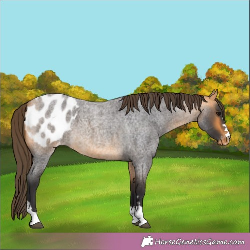 Horse Color:Buckskin Roan Appaloosa 