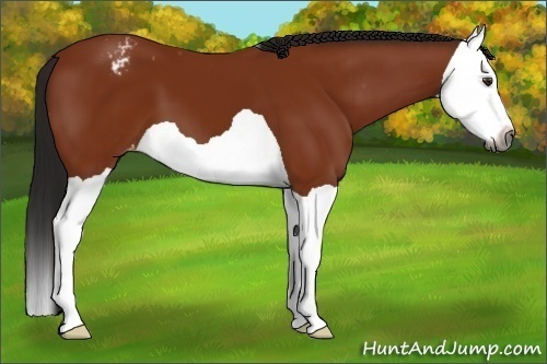 Horse Color:Gray Bay Splash Varnish