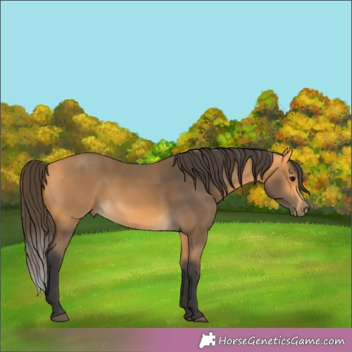 Horse Color:Buckskin 