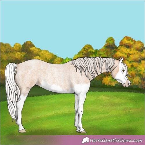 Horse Color:Silver Amber Champagne Roan Splash 