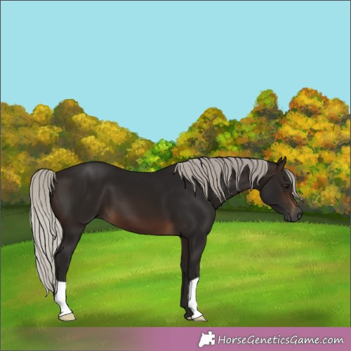 Horse Color:Gray Silver Brown 