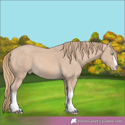 Horse Color:White Spotted Perlino 
