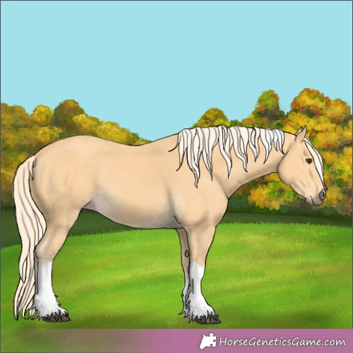 Horse Color:White Spotted Palomino Tobiano Rabicano 