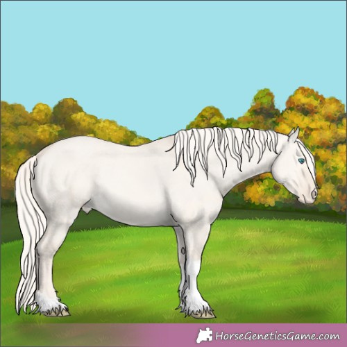 Horse Color:Cremello Dun Sabino Tobiano Appaloosa 