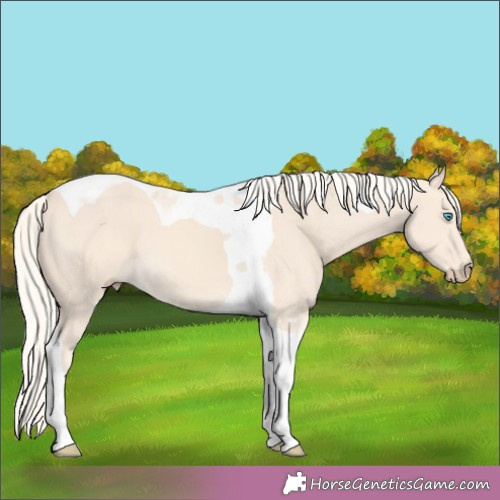 Horse Color:Cremello Tobiano 