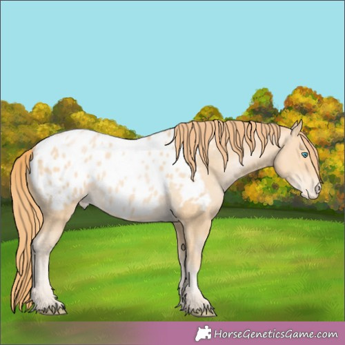 Horse Color:Buckskin Pearl Appaloosa 