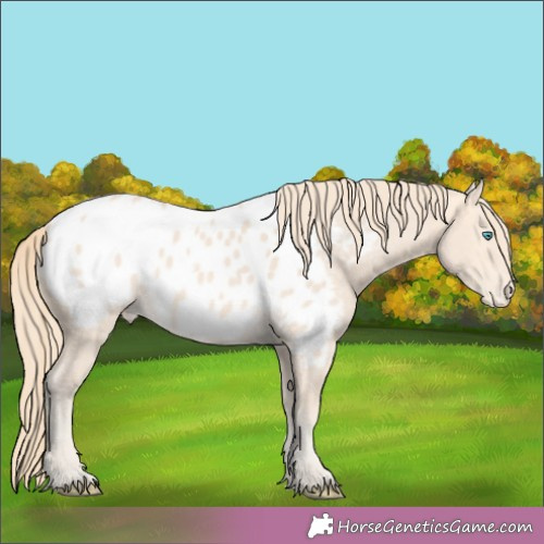 Horse Color:Perlino Appaloosa 