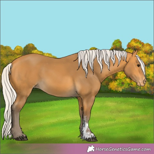 Horse Color:Silver Buckskin Sabino Appaloosa