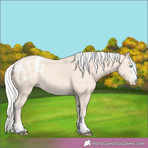 Horse Color:Silver Perlino Appaloosa Rabicano 