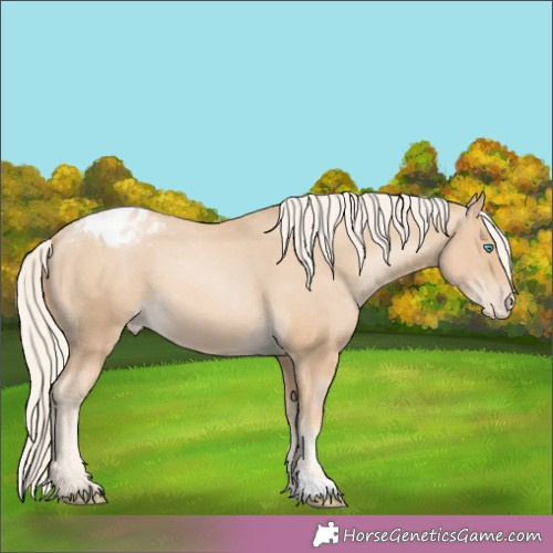 Horse Color:Palomino Pearl Appaloosa 