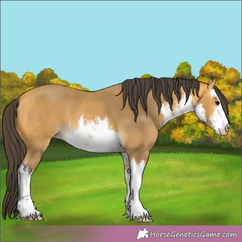 Horse Color:White Spotted Buckskin 