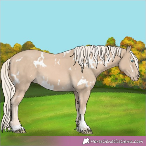 Horse Color:White Spotted Cremello 
