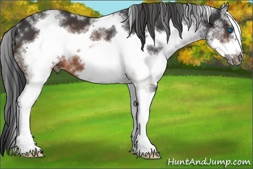 Horse Color:White Spotted Brown Splash Frame Rabicano