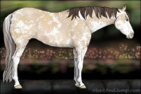 Horse Color:Amber Champagne Dun Sabino 
