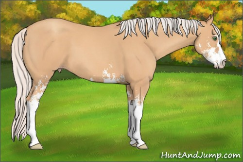 Horse Color: Silver Classic Champagne Sabino 