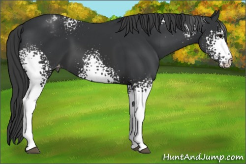 Horse Color:White Spotted Black Sabino Appaloosa 