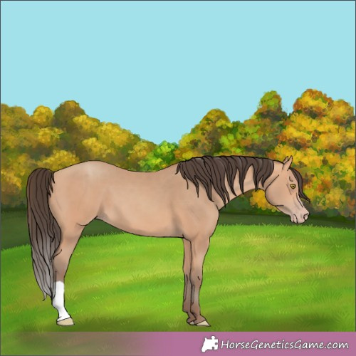 Horse Color:Amber Champagne 