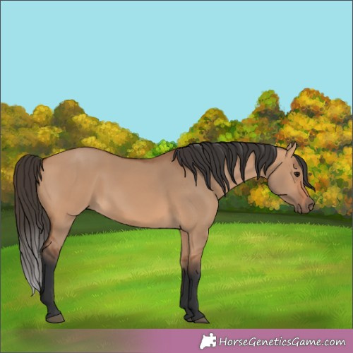 Horse Color:Bay Dun 