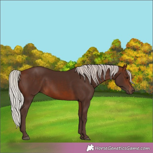 Horse Color:Silver Brown 