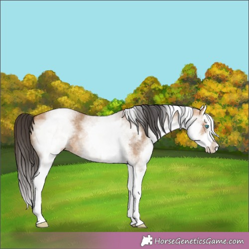 Horse Color:White Spotted Bay Dun Splash 