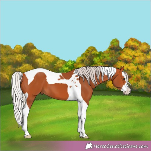 Horse Color:Silver Bay Splash Tobiano 