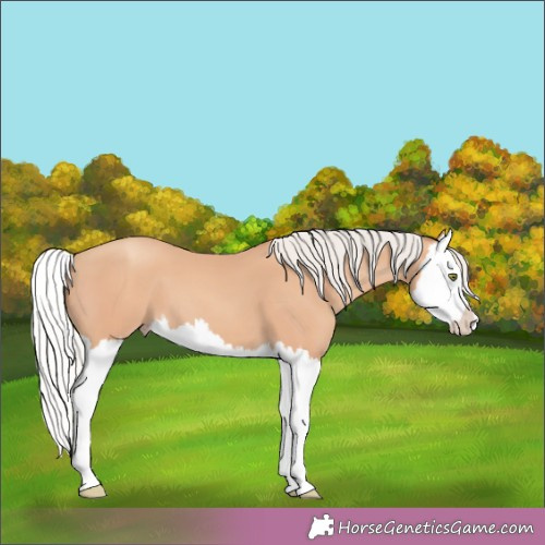 Horse Color:Silver Amber Champagne Splash 