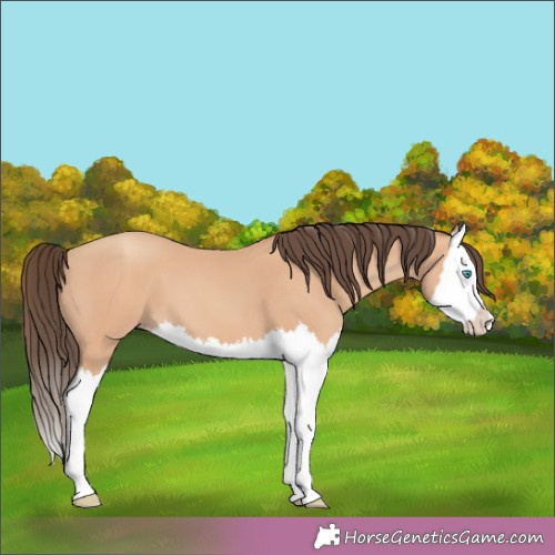 Horse Color:Amber Champagne Splash 