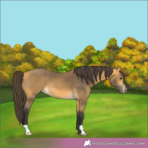 Horse Color:Buckskin