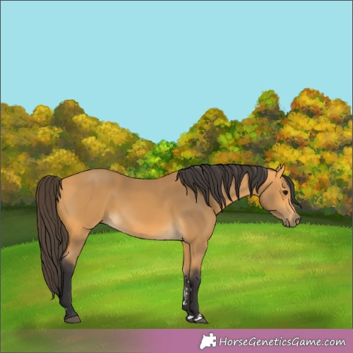 Horse Color:Buckskin 