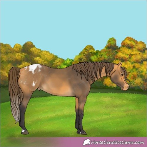 Horse Color:Buckskin Appaloosa 