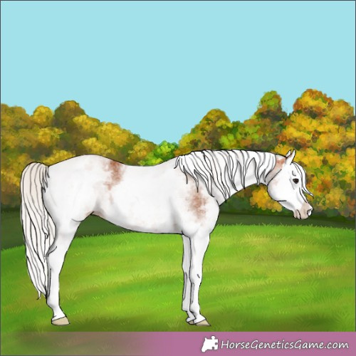 Horse Color:White Spotted Silver Bay Splash 