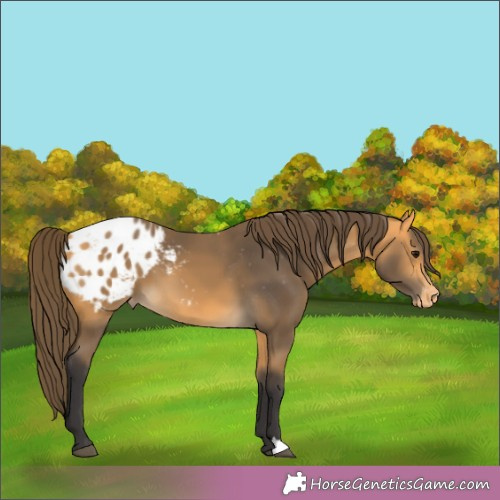 Horse Color:Buckskin Appaloosa 