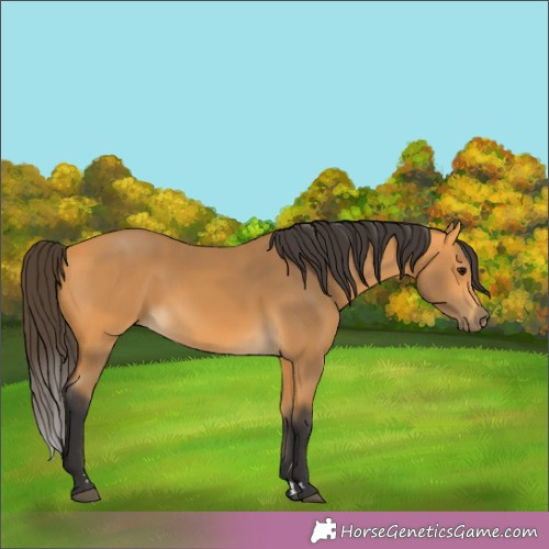 Horse Color:Buckskin 