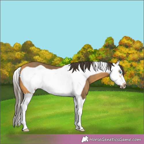 Horse Color:Buckskin Splash Frame 