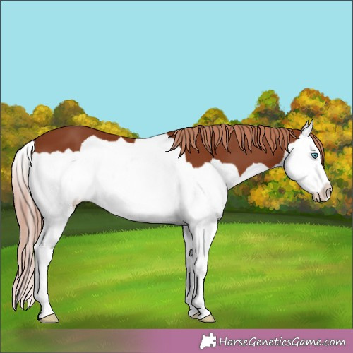 Horse Color:Chestnut Splash 