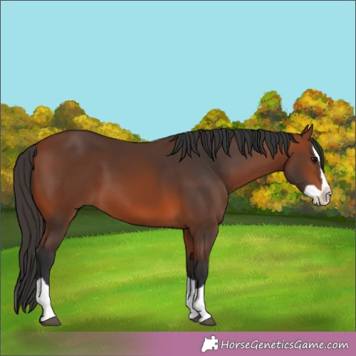 Horse Color:Bay Splash 