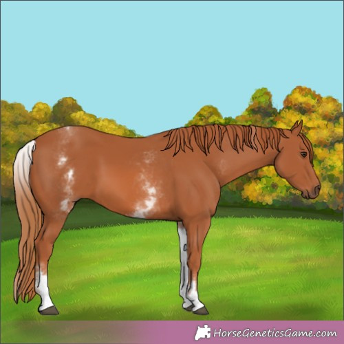 Horse Color:White Spotted Chestnut 