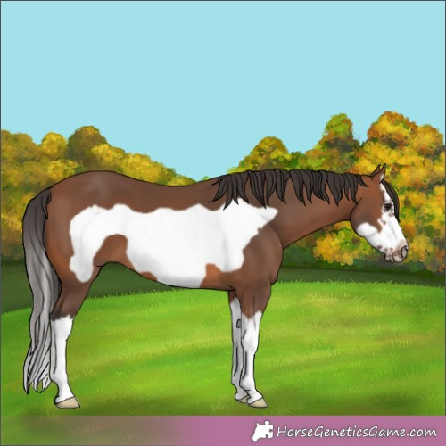 Horse Color:Bay Splash Frame 