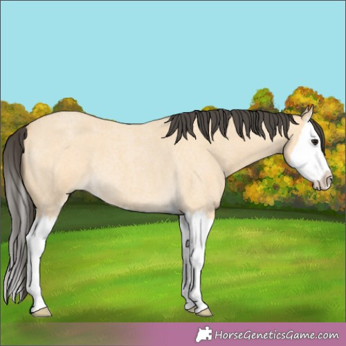 Horse Color:Buckskin Roan Splash 