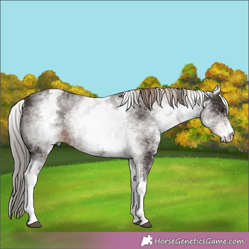 Horse Color:White Spotted Liver Chestnut 