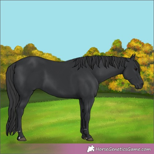 Horse Color:Black 