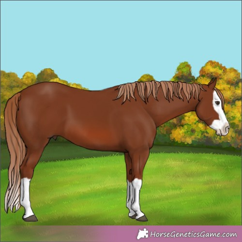 Horse Color:Chestnut Splash 