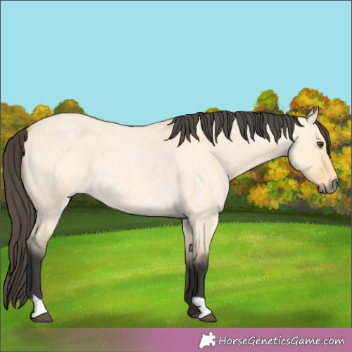Horse Color:Buckskin Roan Dun 