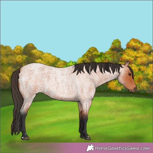 Horse Color:Bay Roan 