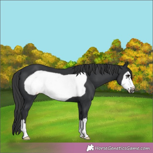 Horse Color:Black Frame 