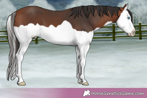 Horse Color:Bay Splash 