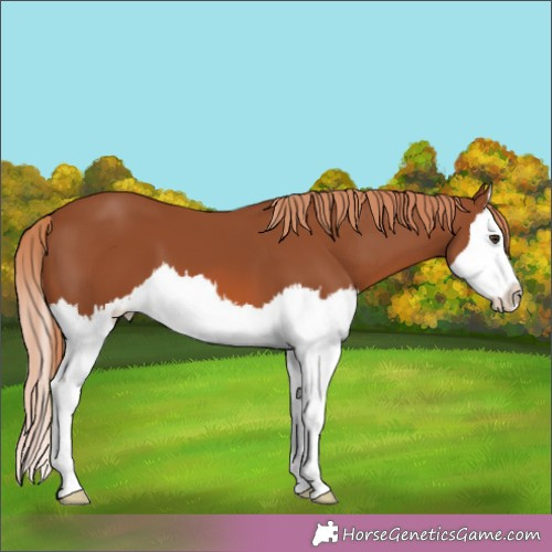 Horse Color:Chestnut Splash 