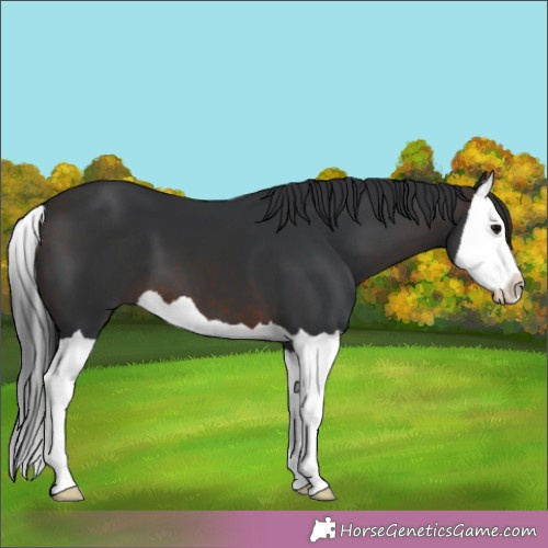 Horse Color:Brown Splash 