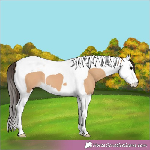 Horse Color: Bay Dun Splash Tobiano 