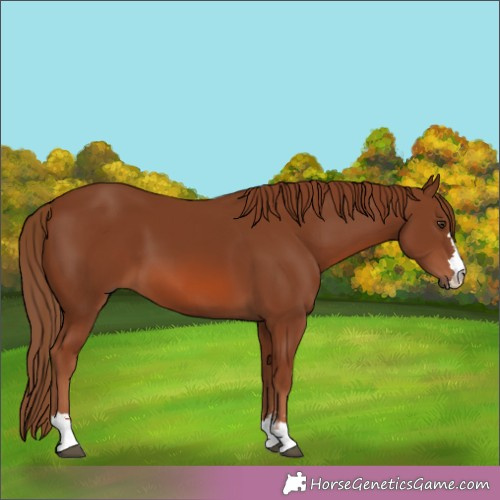 Horse Color: Chestnut 